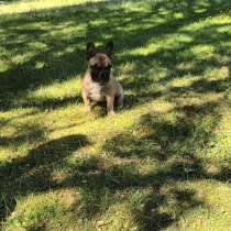 Французский бульдог, в г.Salo