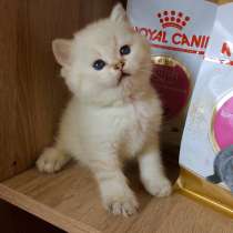 Кошечка Эльза, в Самаре