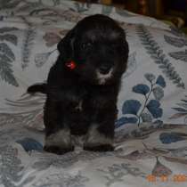 Щенки Цвергшнауцера окрас черный с серебром, в Москве