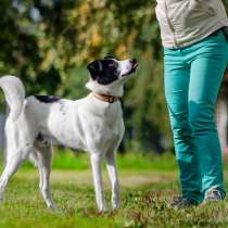 Идеальный семейный пёс, 1 год, 50 см в холке, в Санкт-Петербурге