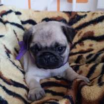 Мопсики с документами РКФ (доставка с Новосибирска) привиты, в Иркутске