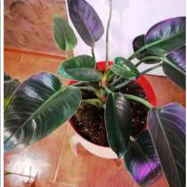 Филодендрон Империал+ подарок 1 цветок, в Краснодаре