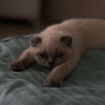 Скоттиш блю поинт чистокровная, в г.Аланья