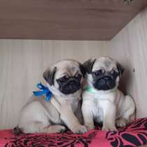 Щенки мопса (документы РКФ) привиты, в Омске