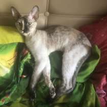 КОШКА, в Гагарине
