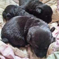 Срочно нужна передержка или дом щенкам! Сос! Хотят закопать!, в г.Минск