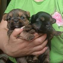 Мальчики Shorkie, в Москве