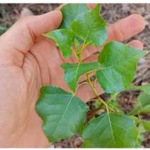 Саженцы тополей пирамидальных, в Оренбурге