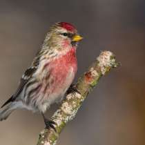 Лесные птицы на выпуск, в Москве