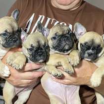 Продам щенков французского бульдога, в г.Боскореале