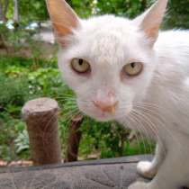 Кошечки в добрые руки, в г.Тирасполь