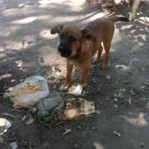 Девочка щенок, в г.Бишкек