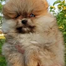 Померанский шпиц, в г.Анкара