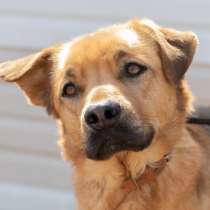 Гризли, нежный пес из приюта, в Москве