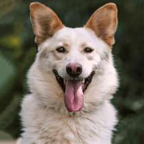 Обаятельный Сахарок, молодой добрый пес в добрые руки, в Москве