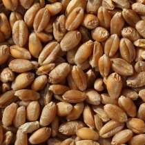 Продам пшеницу ячмень, в г.Мариуполь