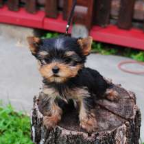 Продаются щенки йоркширского терьера, в Москве