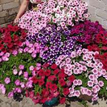 Петуния каскадная ампельная, в Липецке