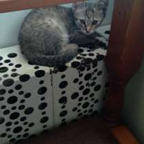 Отдам котят, в Нерехте