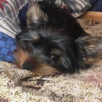 Щенки Йорка, в Балашихе