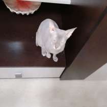 Кошечка Сфинкс, в Волгодонске