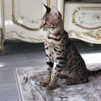 Саванна Ф2 мальчик, в г.Ташкент