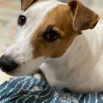 Вязка джек рассел терьер кобель с родословной, в Кемерове