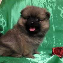 Прекрасные шпицы померанские, в Переславле-Залесском