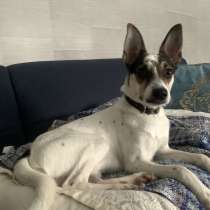 6 месяцев мальчик ищет новый дом, в г.Таллин