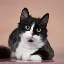 Метис перса кошечка Лиза в добрые руки, в Москве