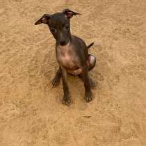 Italian greyhounds Black Girl, в г.Фресно