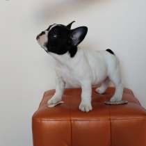 Щенки французского бульдога, в Екатеринбурге