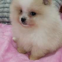 Померанский шпиц. Мишка, в г.Stromberg