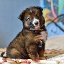 Бесподобные щенки Герда и Дружок в добрые руки, в Москве