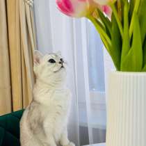 Продам Британскую серебристую шиншилу, 11 месяцев, в Москве