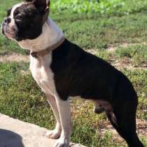 Бостон терьер, в г.Бельфор