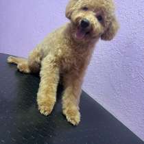 Пудель. Apricot, в г.Мюнхен