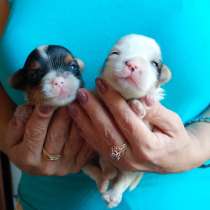 Бивер йорка щенки. Мальчики, в Москве