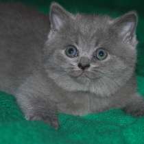 Шотландский плюшевый котенок, в Туле