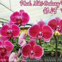 ОРХИДЕИ по 700, в Ростове-на-Дону