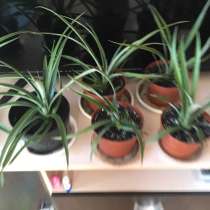 Ананас, в Белогорске