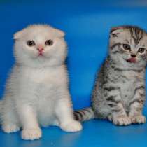 Шотландские котята, в Москве