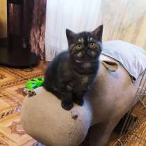 Шикарный британский котик, в Ярославле