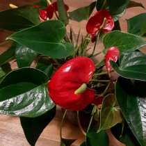 Срочно! Антуриум Андрэ красный, сорт Альмера, в Москве