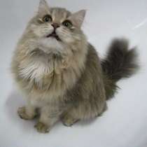 !!!Норвежская лесная!!! В частный дом, с доступом на улицу…, в г.Усть-Каменогорск