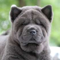 Чау-чау щенки, в Москве