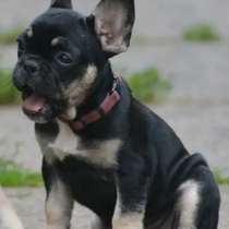 Французский бульдог, в г.Гера