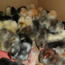 Цыплята, инкубационные яйца, в Санкт-Петербурге