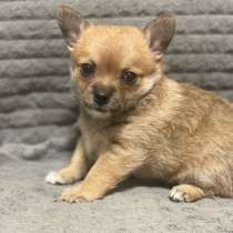 Щенки чихуахуа, в Самаре