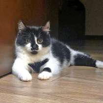 Маленькая королева Домино в добрые руки, в Москве